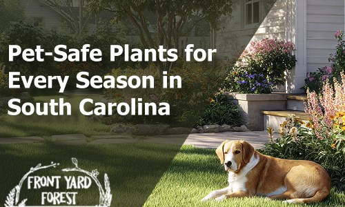 Eco-friendly lawn alternative with clover and wildflowers designed by Front Yard Forest, Lexington, SC