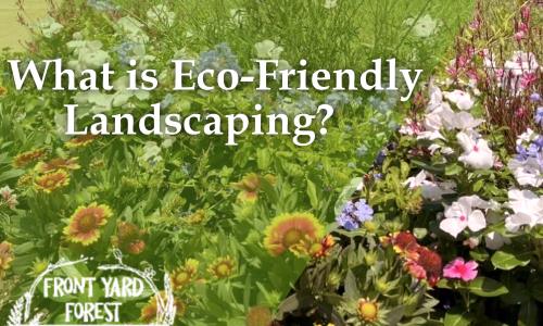 Eco-friendly lawn alternative with clover and wildflowers designed by Front Yard Forest, Lexington, SC