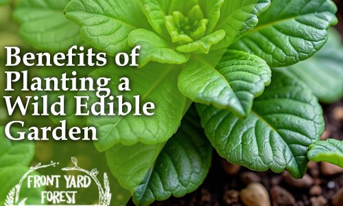 Eco-friendly lawn alternative with clover and wildflowers designed by Front Yard Forest, Lexington, SC