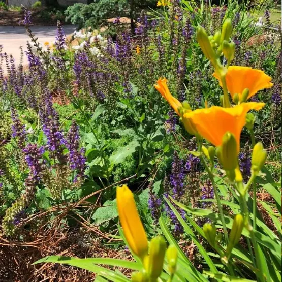 Sustainable landscape design for a greener future