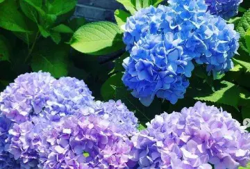 Wildlife-friendly gardens that support local ecosystems