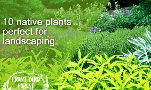 10 Native Plants Perfect for Columbia & Lexington Gardens - Front Yard Forest sustainable landscaping article