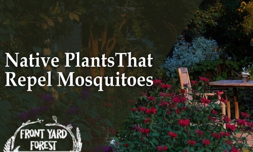 sustainable landscape