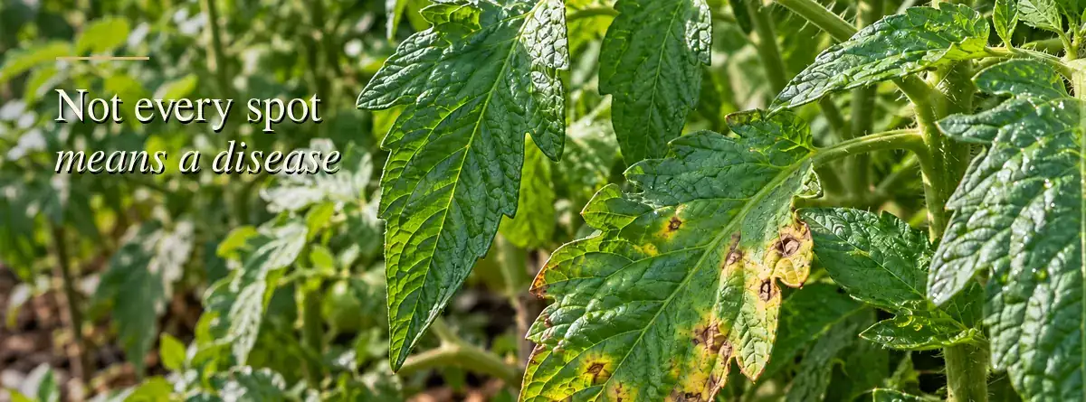 Tomato leaves with a few spotted areas among healthy foliage