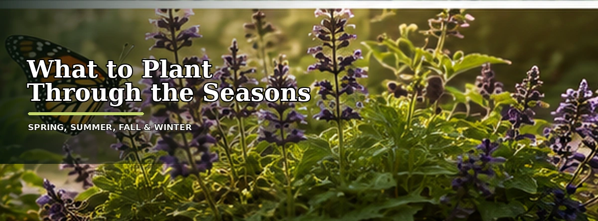 Newly planted cool-season flowers and native perennials in a South Carolina garden bed