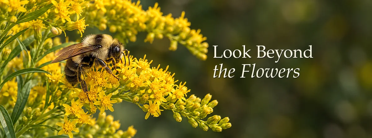 Bumblebee feeding on goldenrod in a fall garden, with Look Beyond the Flowers lettering