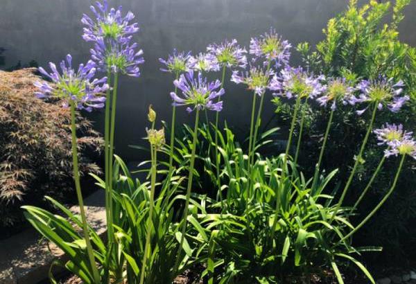 Sustainable garden design featuring edible plants and native landscaping