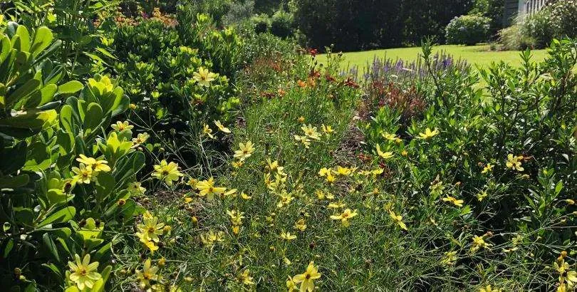 Wildlife-friendly garden by Front Yard Forest featuring vibrant flowers, bird feeders, and a natural habitat for pollinators in Lexington, SC